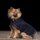 HV Polo Franka Hundemantel XL navy