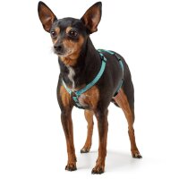 Geschirr Tripoli XXS-XS hellblau Nylon