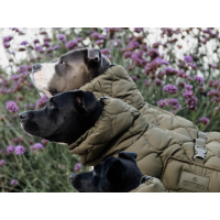 Hundemantel Winter Pina S pine green