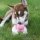 Hundespielzeug KONG Puppy 7 cm